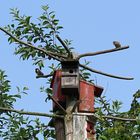 Ein ausgefallener Nistbaum