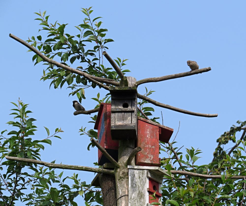 Ein ausgefallener Nistbaum