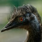 Ein ausgeprägter Charakterkopf - Emu im Tierpark Hamm