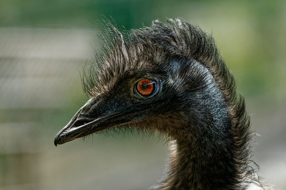 Ein ausgeprägter Charakterkopf - Emu im Tierpark Hamm