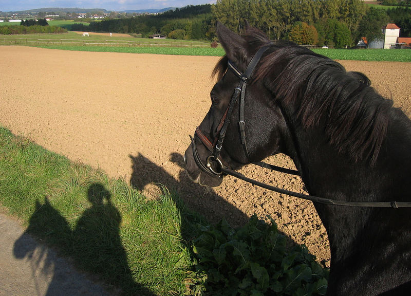 ein Ausritt bei schönem Wetter :o)