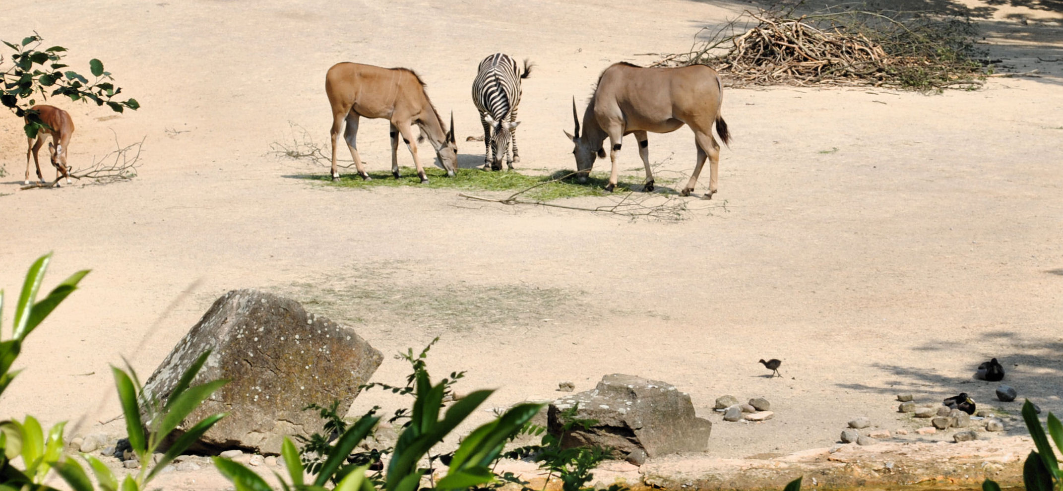 Ein Ausschnitt der Afrikaanlage im Zoo Hannover