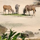 Ein Ausschnitt der Afrikaanlage im Zoo Hannover