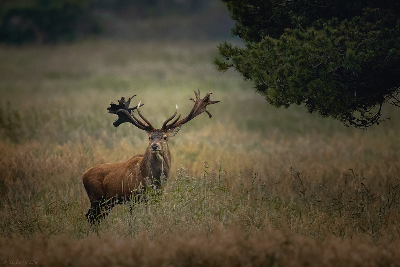 Ein außergewöhnlicher Hirsch