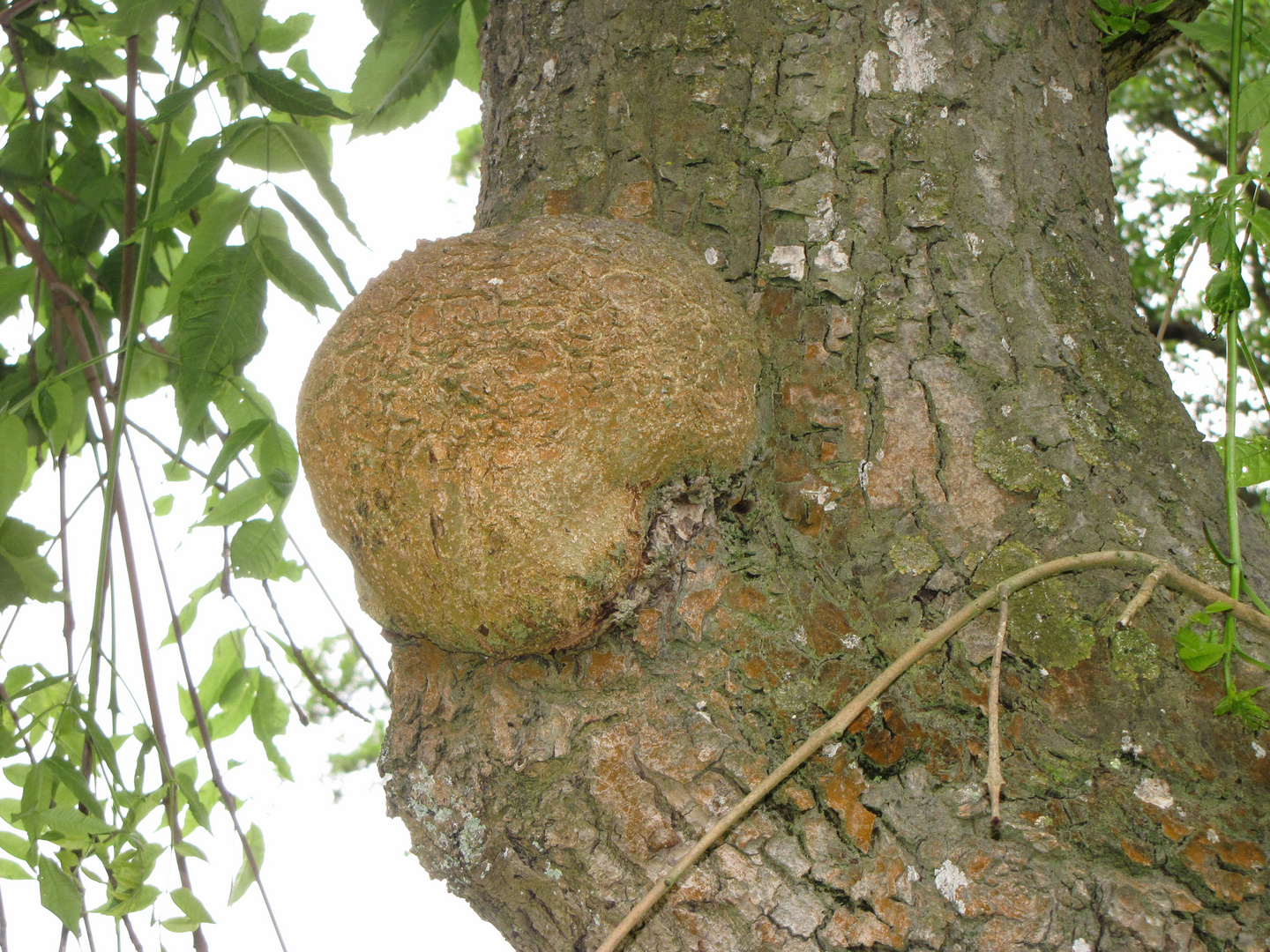  Ein außergewöhnlicher Wuchs am Baum