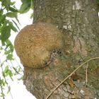  Ein außergewöhnlicher Wuchs am Baum