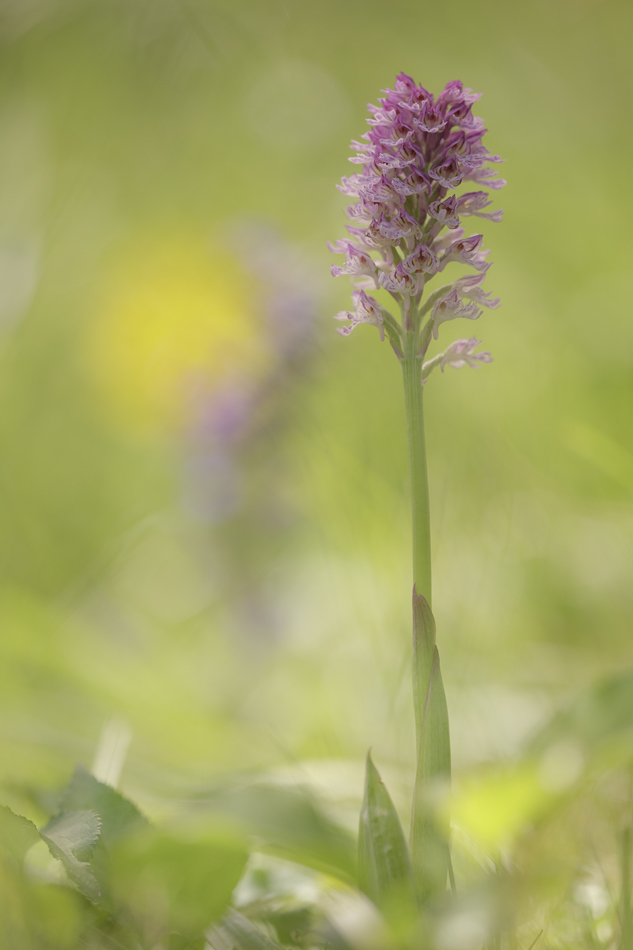 Ein außergewöhnliches Blümchen