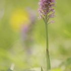 Ein außergewöhnliches Blümchen