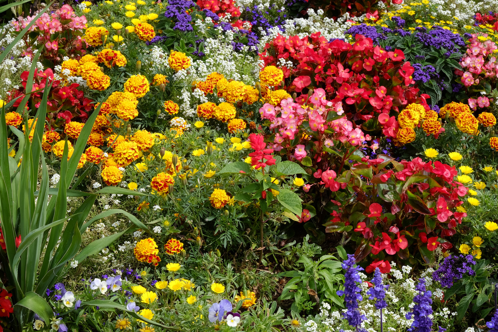 Ein außergewöhnliches Blumenmeer