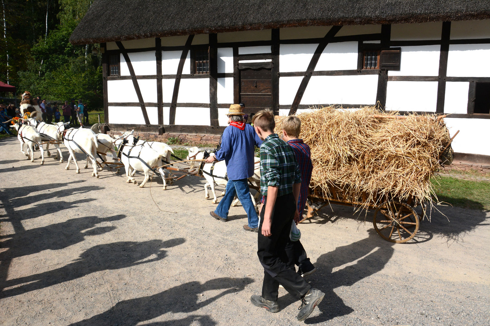 Ein außergewöhnliches Gespann: 8 Ziegen ziehen einen Erntewagen