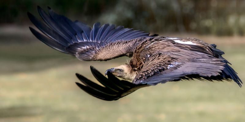 Ein Außerirdisches Flugobjekt
