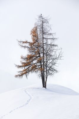 Ein aussichtsloser Kampf