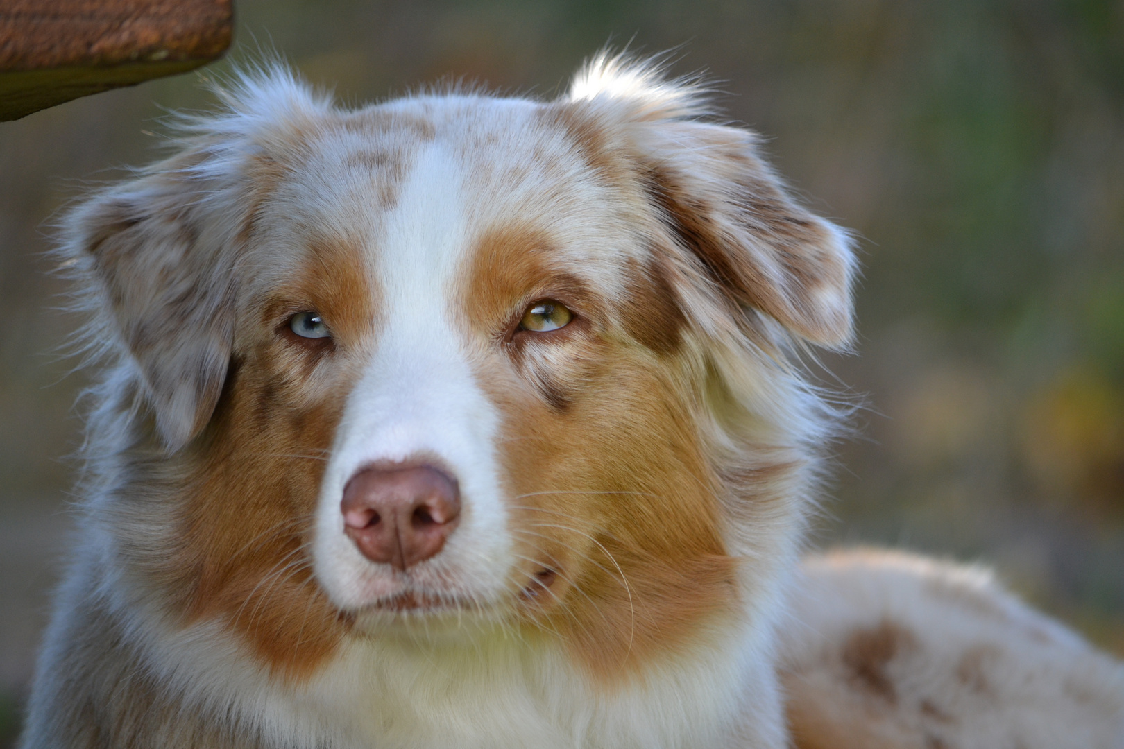 Ein Aussie