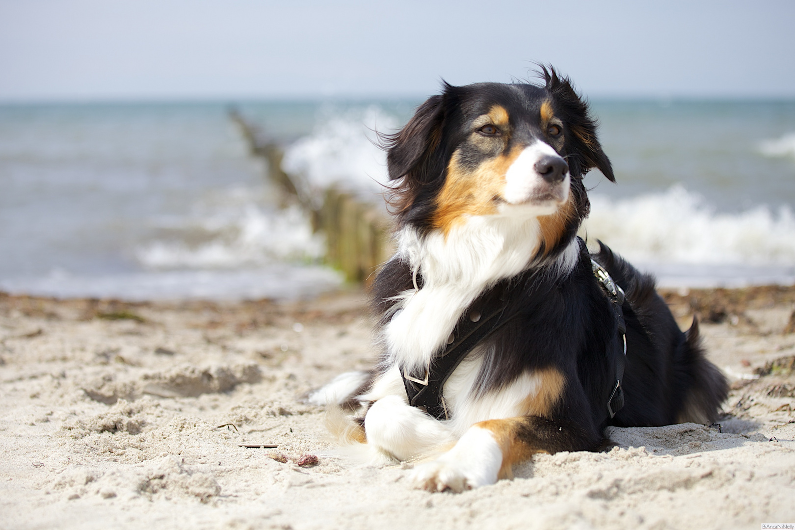 Ein Aussie bewacht die Ostsee...