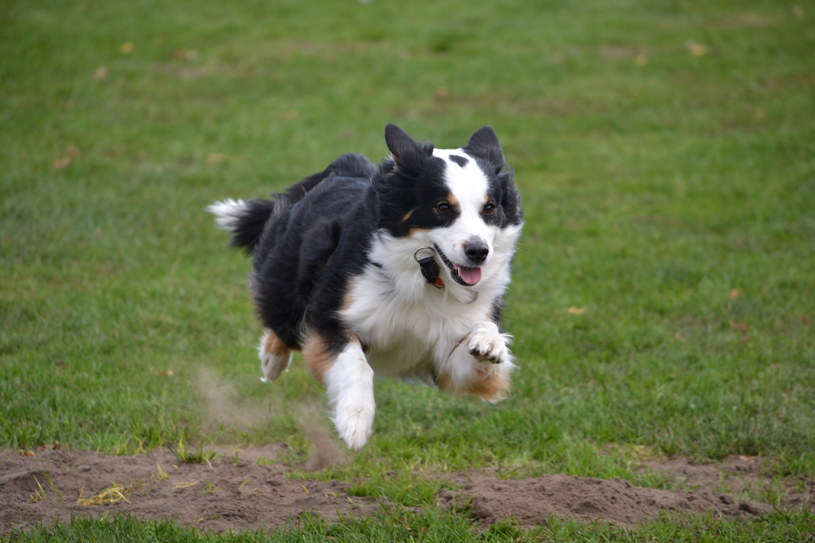 Ein Aussie im Lauf