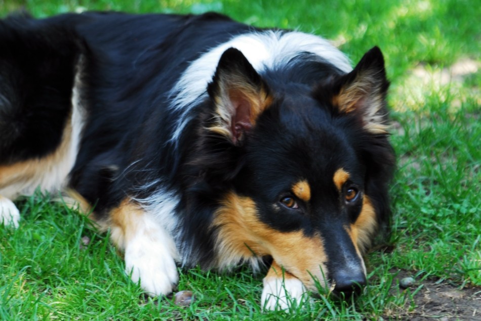 Ein Aussie kommt selten allein