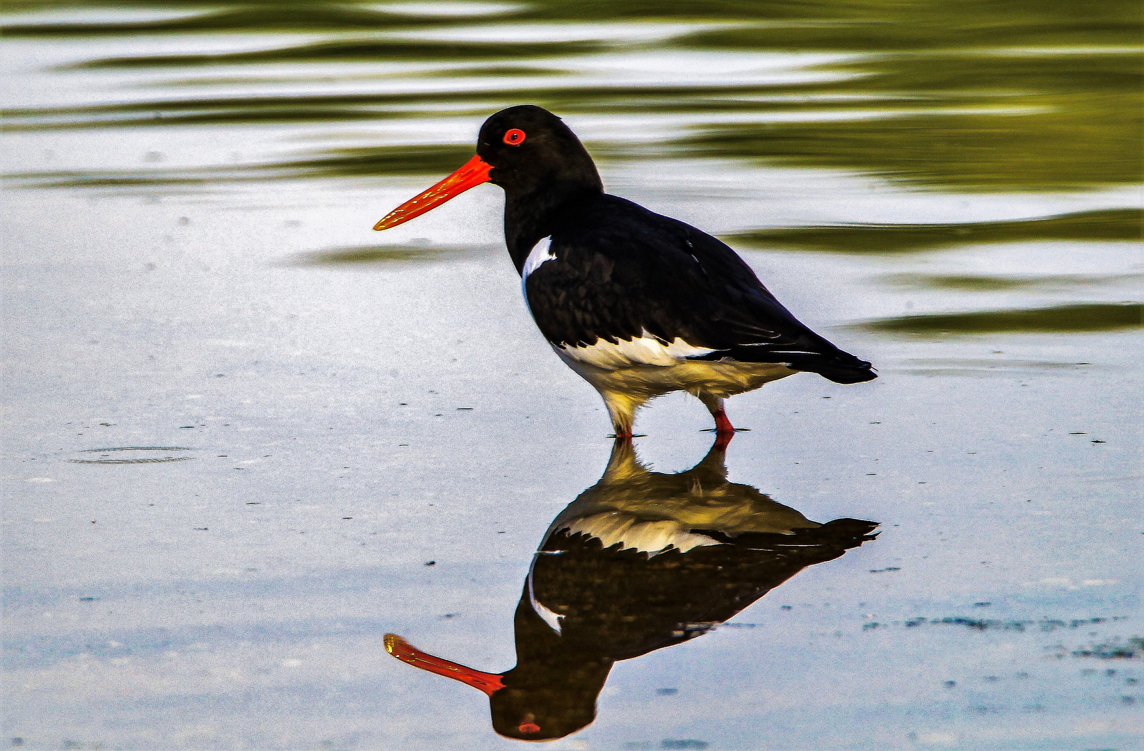 ein Austernfischer am Lago