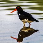 ein Austernfischer am Lago