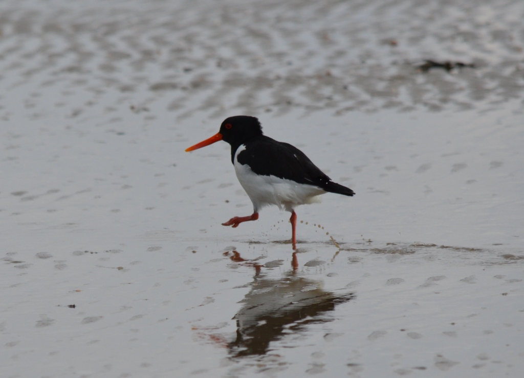 Ein Austernfischer beim Strandspaziergang