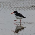 Ein Austernfischer beim Strandspaziergang