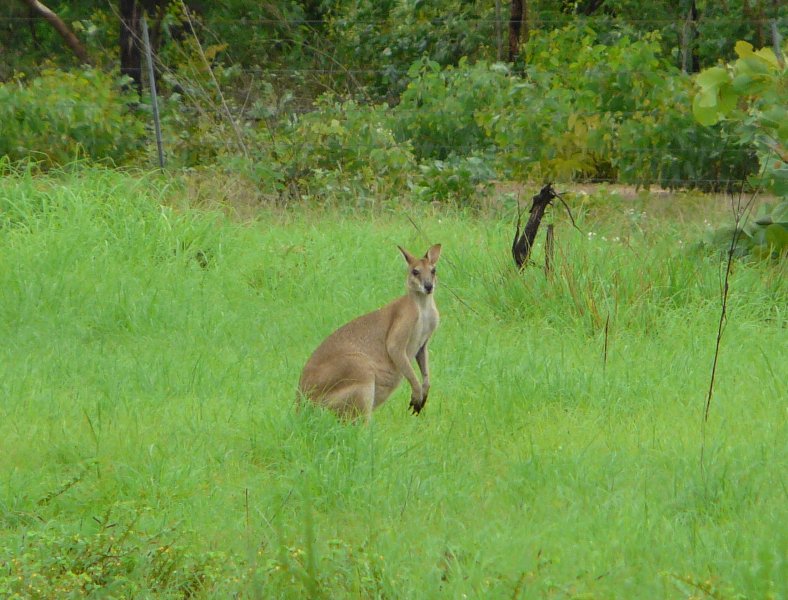 ein australischer Osterhase zu Weihnachten ;)