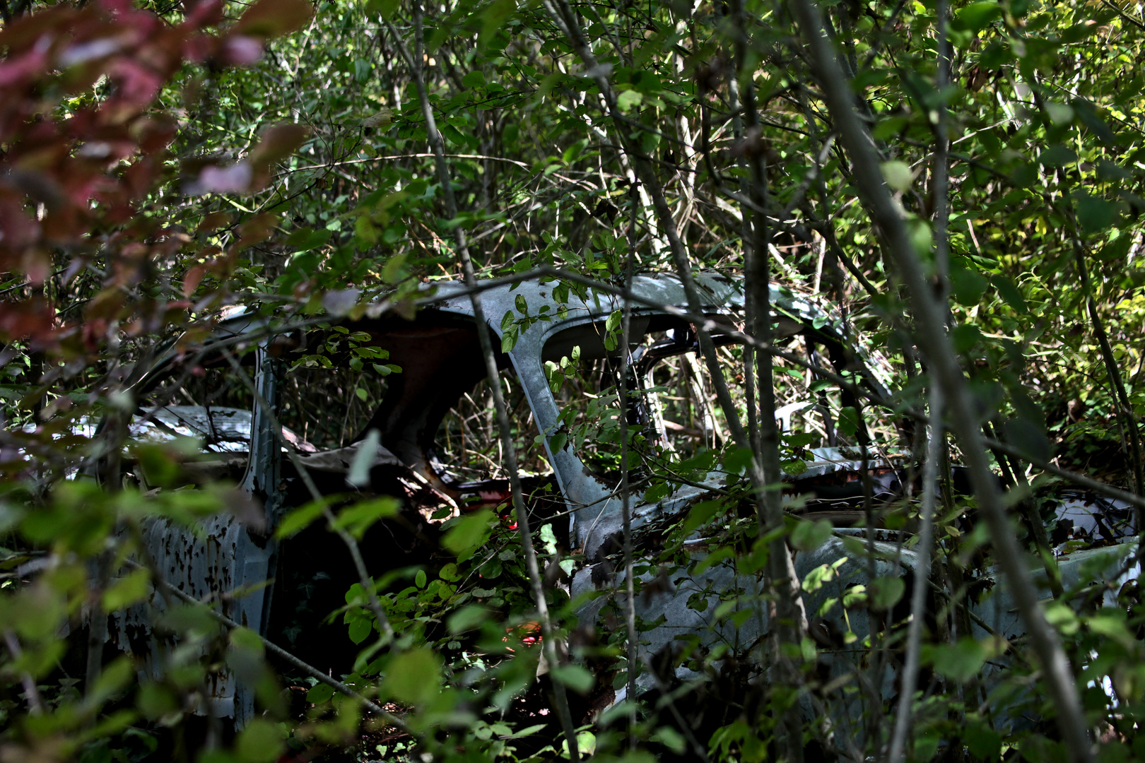 ein Auto steht im Wald
