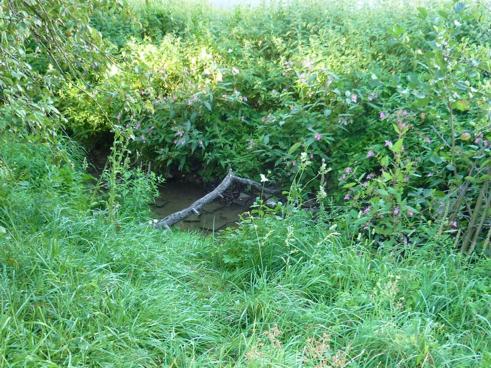 Ein Bach im Grünen