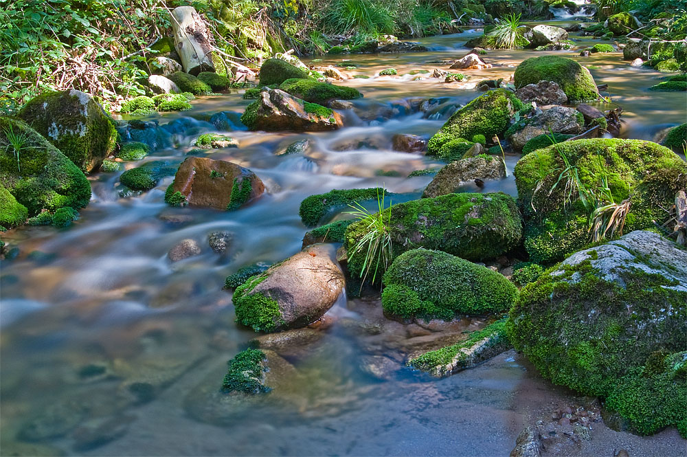 Ein Bach im Schwarzwald