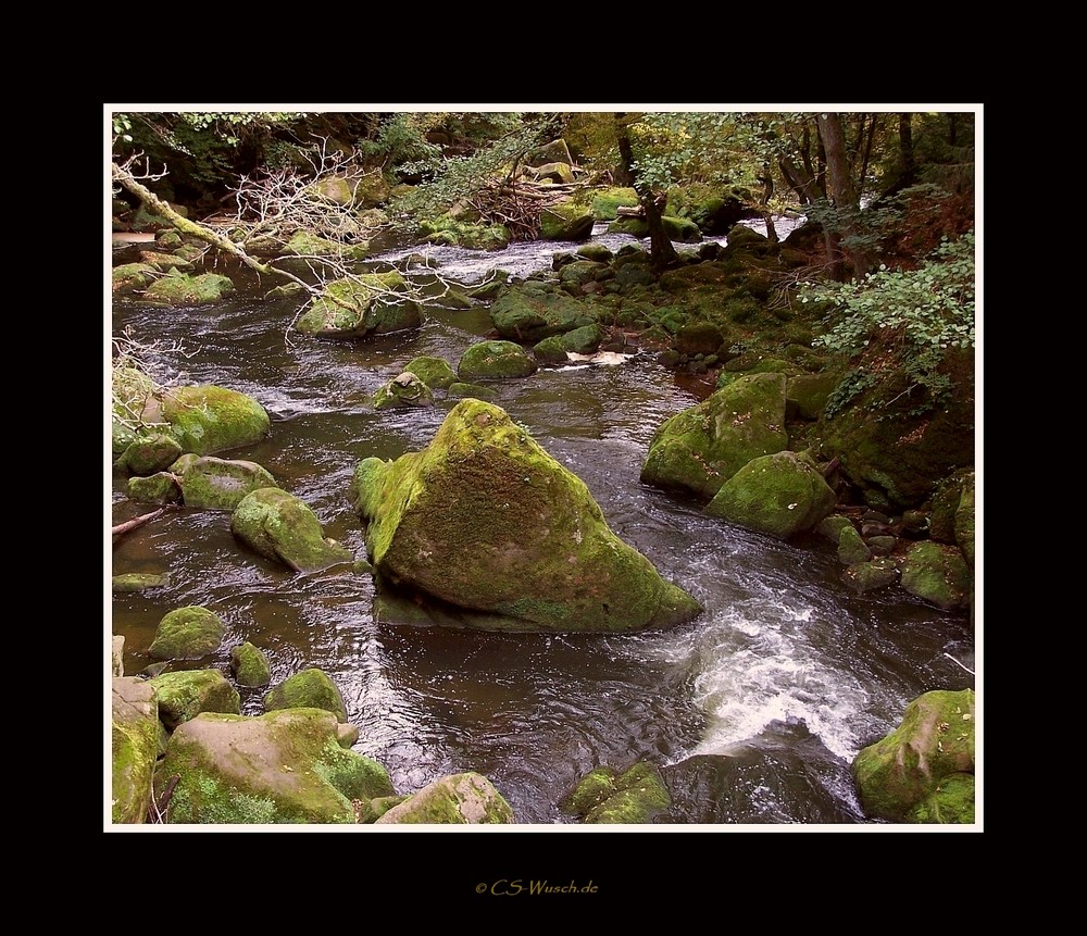 Ein Bach im Wald