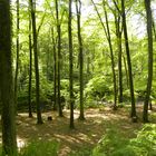 Ein Bach im Wald