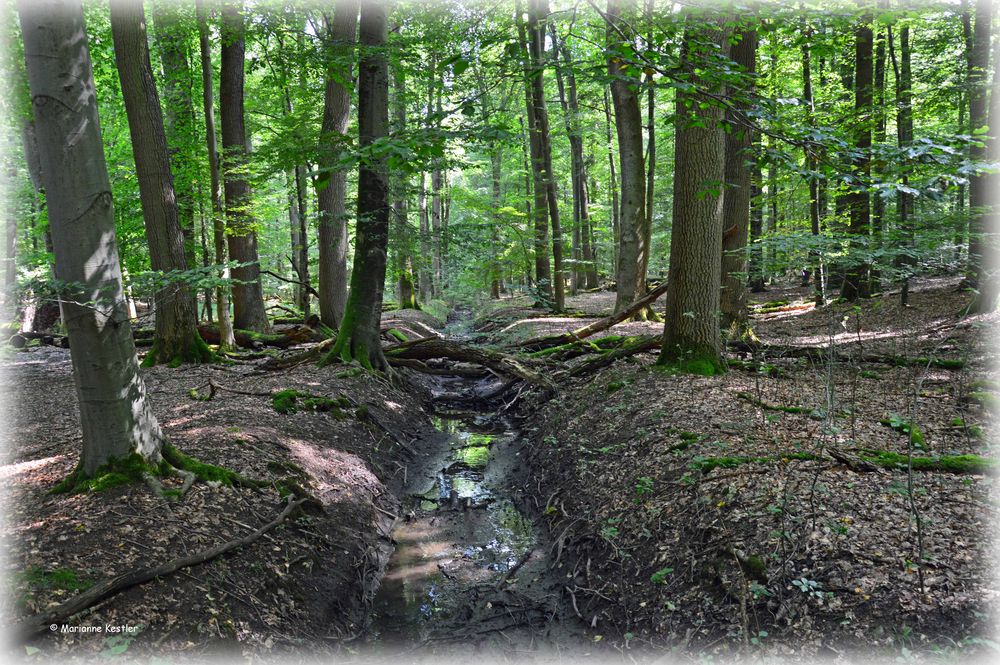 Ein Bach im Wald