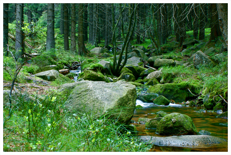 Ein Bach im Walde - Motto: pure green.