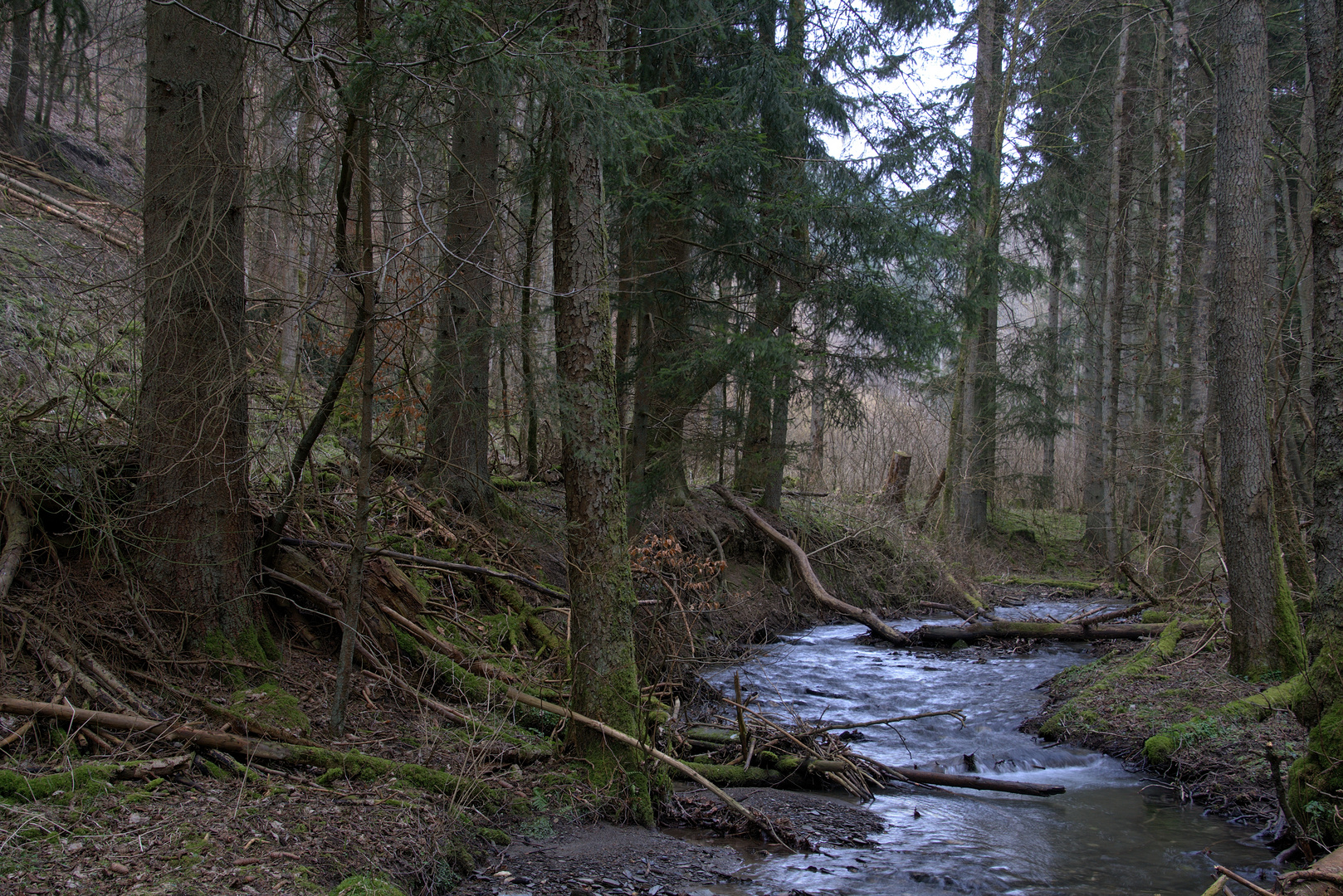 Ein Bachlauf im Nadelwald