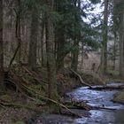 Ein Bachlauf im Nadelwald