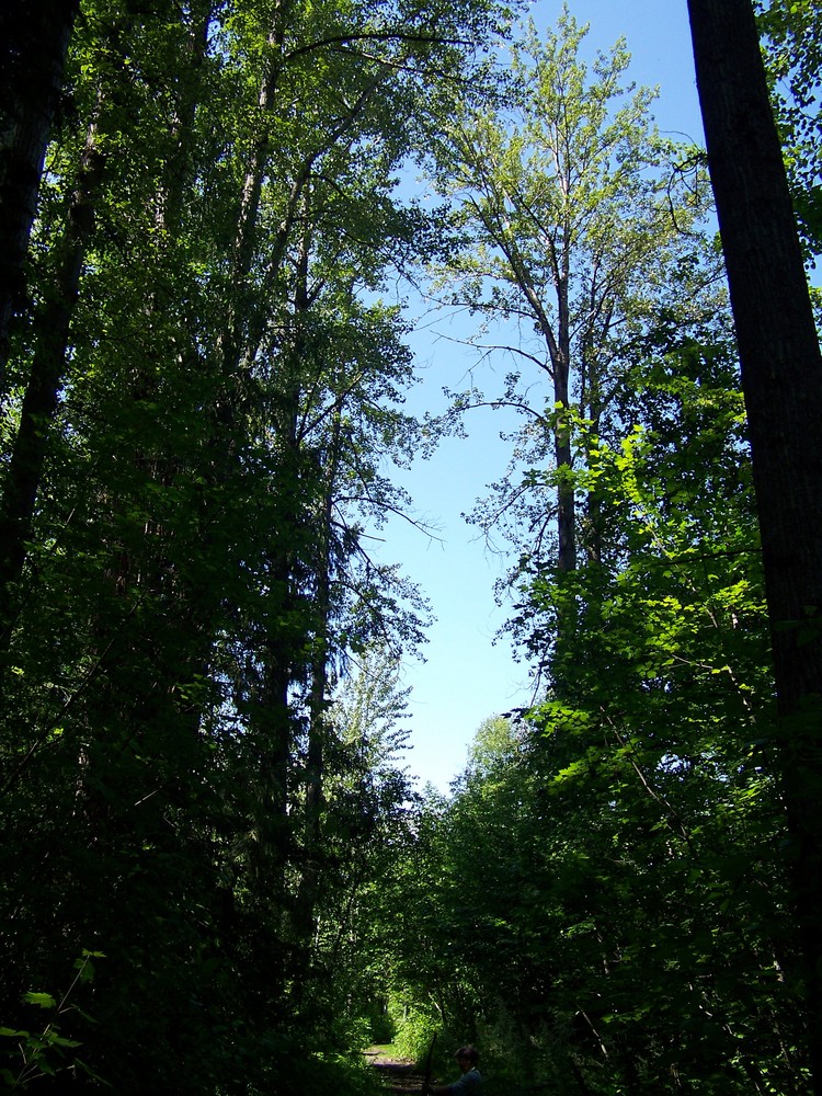 Ein Bachweg bei Hazelton