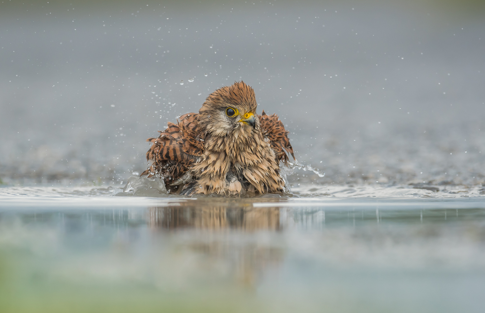 ,...ein Bad bei jedem Wetter.