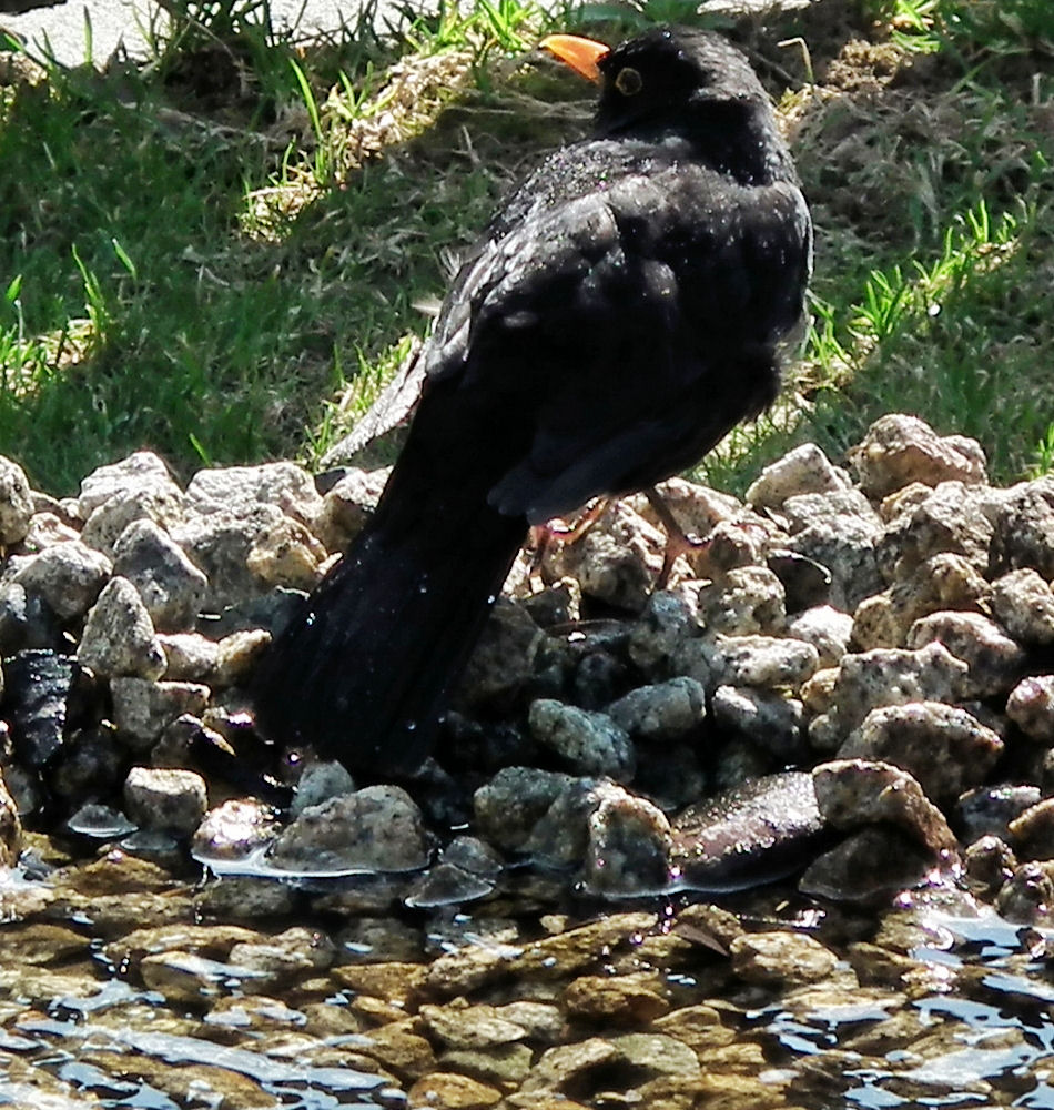 Ein Bad im Gartenteich