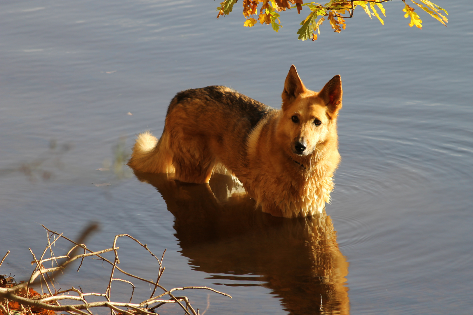 Ein Bad im Rursee nehmen... einfach toll!