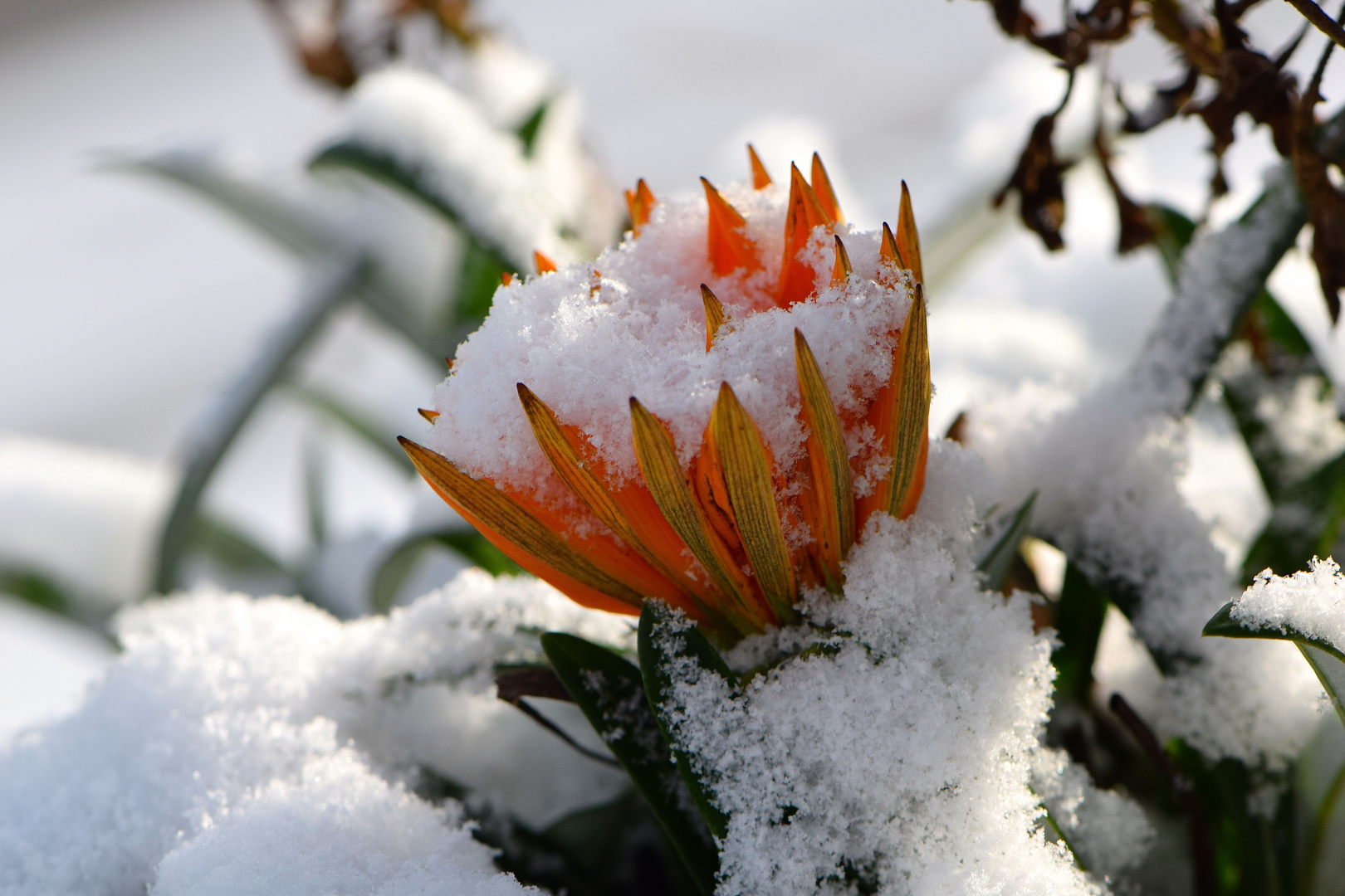 Ein Bad im Schnee