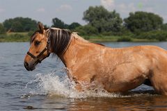 Ein Bad in der Elbe.....