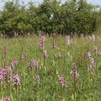 Ein "Bad in der Menge" im Orchis x hybrida-"Schwarm"