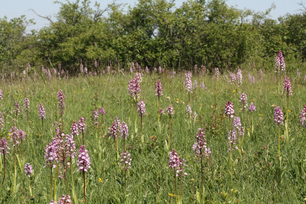 Ein "Bad in der Menge" im Orchis x hybrida-"Schwarm"