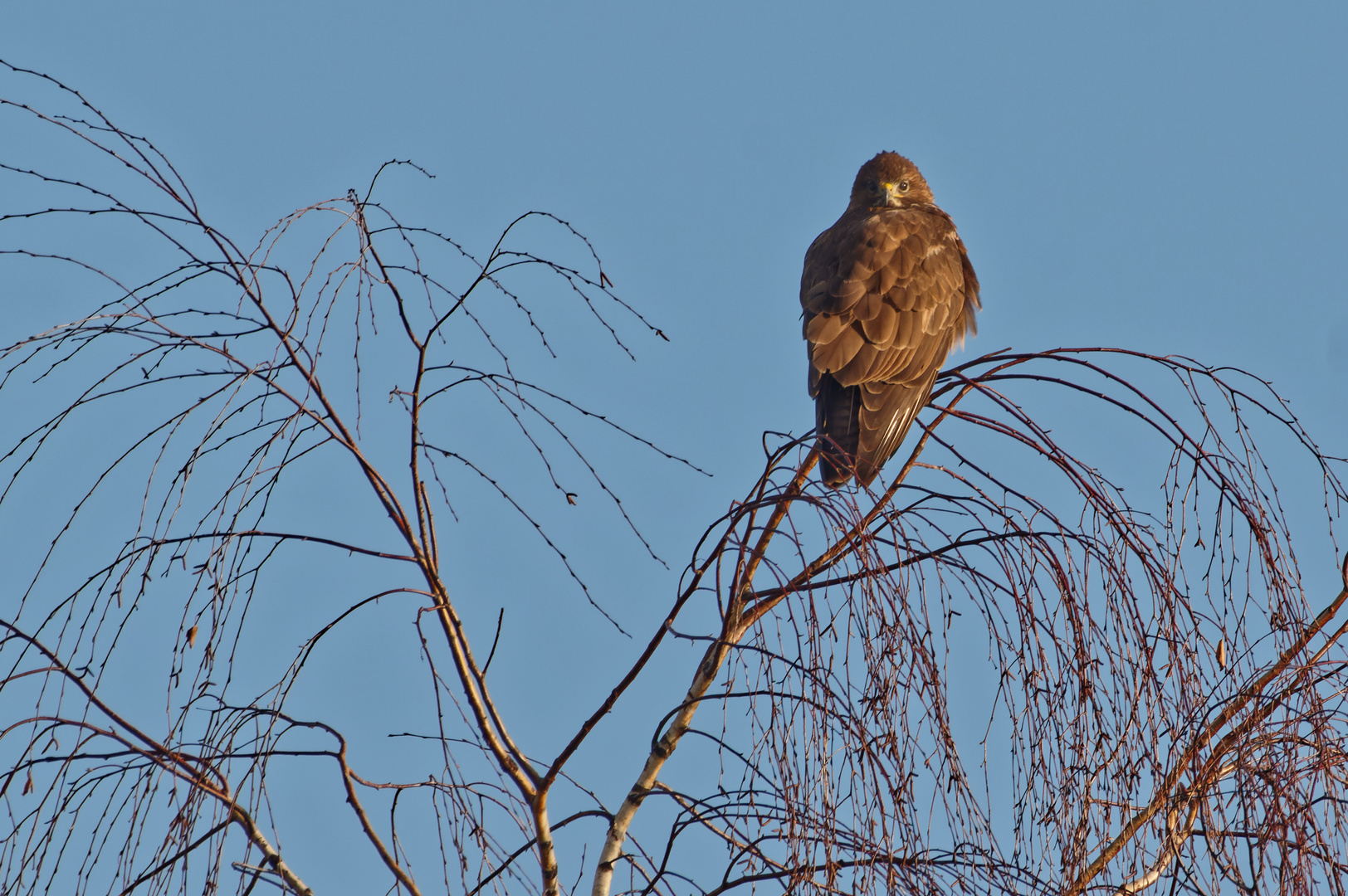 Ein Bad in der Morgensonne