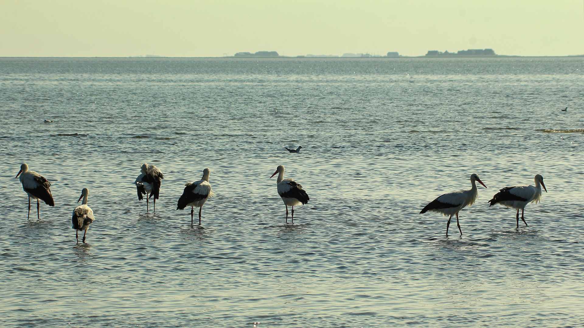 Ein Bad in der Nordsee