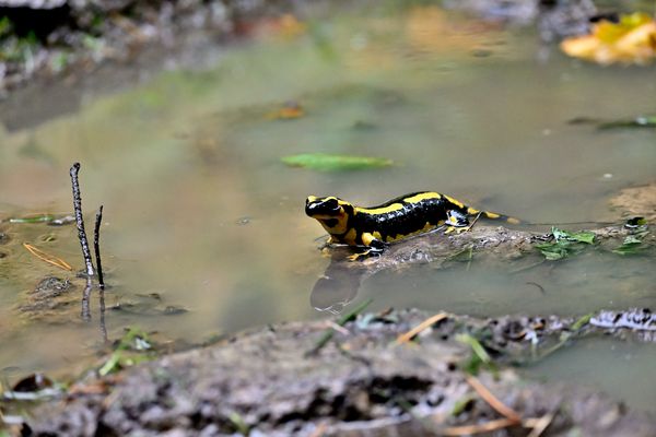 Ein Bad in der Pfütze