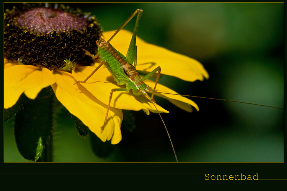 Ein Bad in der Sonne