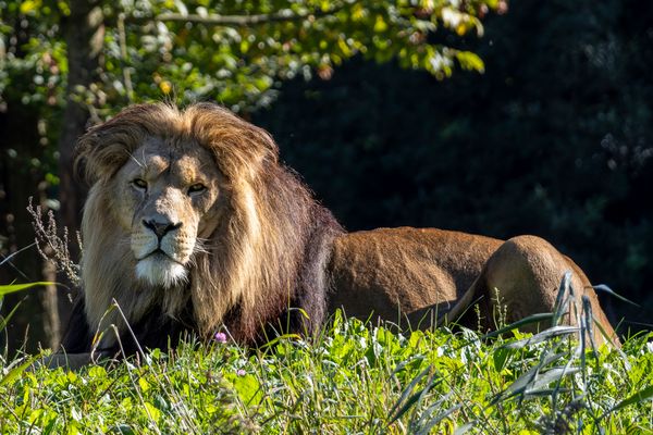 Ein Bad in der Sonne, er genoss es in vollen Zügen!