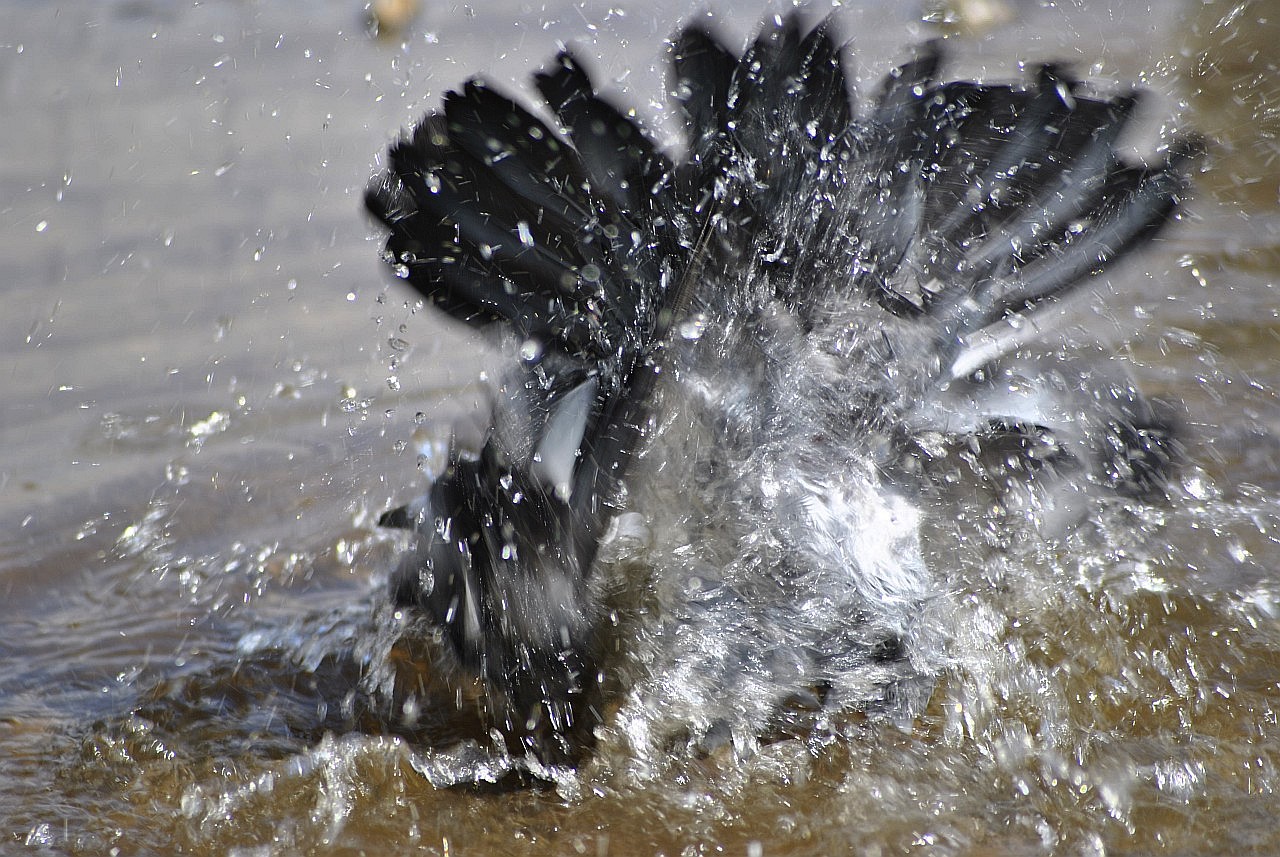 Ein bad in einem der kleinen Brunnenn im Stadtpark in Ehren,.......