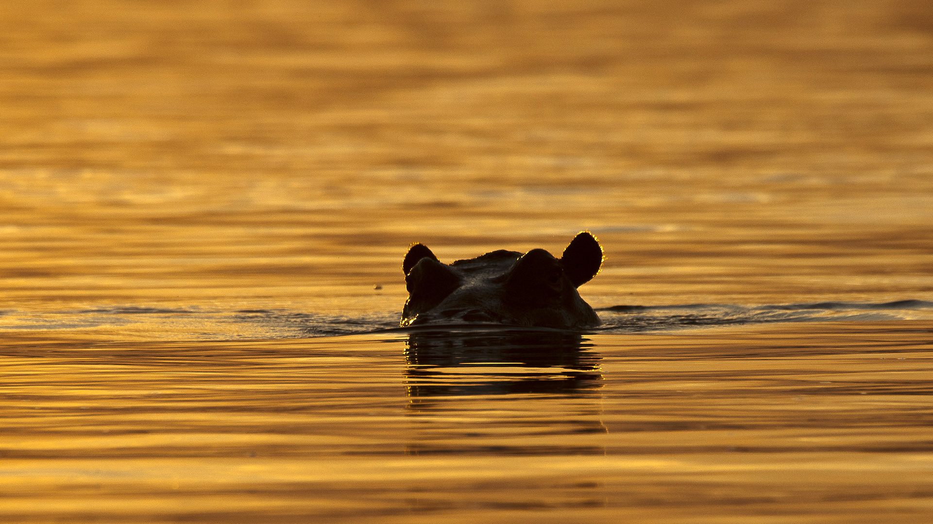 Ein Bad in flüssigem Gold / Kafue NP / Sambia