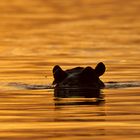 Ein Bad in flüssigem Gold / Kafue NP / Sambia